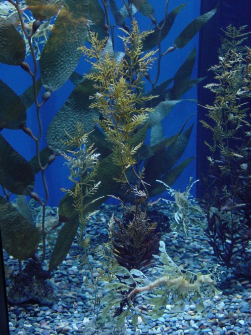 a87Giant klp & BladdrCha copy 1