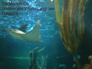 BMC_laminaria_dentigera__2