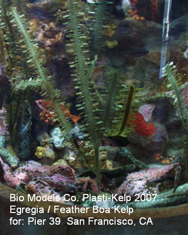 PIC00004Egregia pier 39 SF