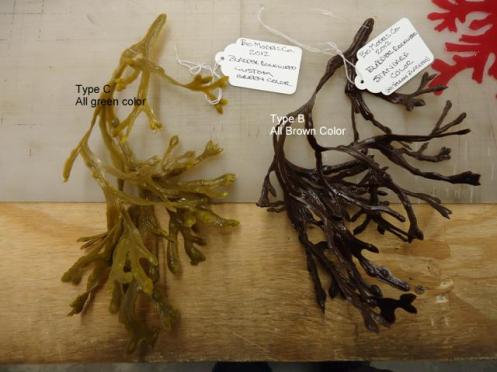 Bladder Rockweed Type B n C web