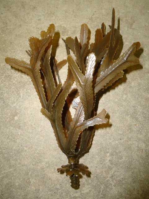 Fucus serratus web