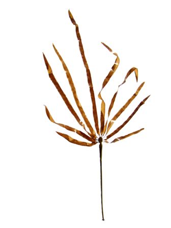 Sea Bamboo cut out_web small