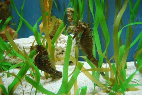 turtle grass mote marine