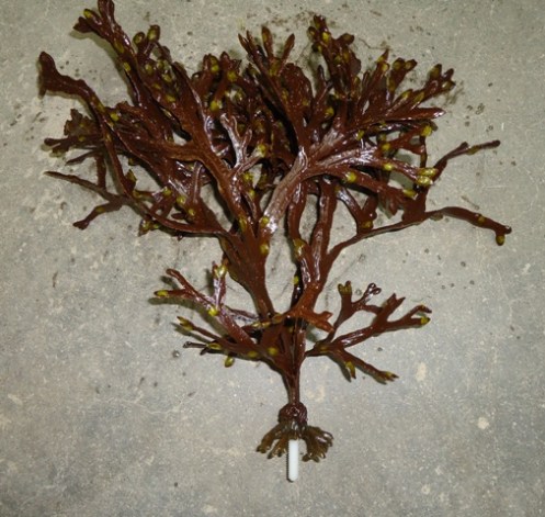 Bladder Rockweed 3 branch plant with TA14