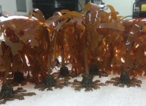 Dictyota dichotoma...